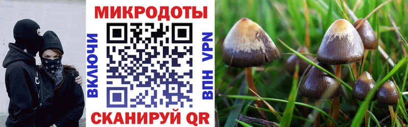 купить  цена  Балабаново  Псилоцибиновые грибы мицелий 